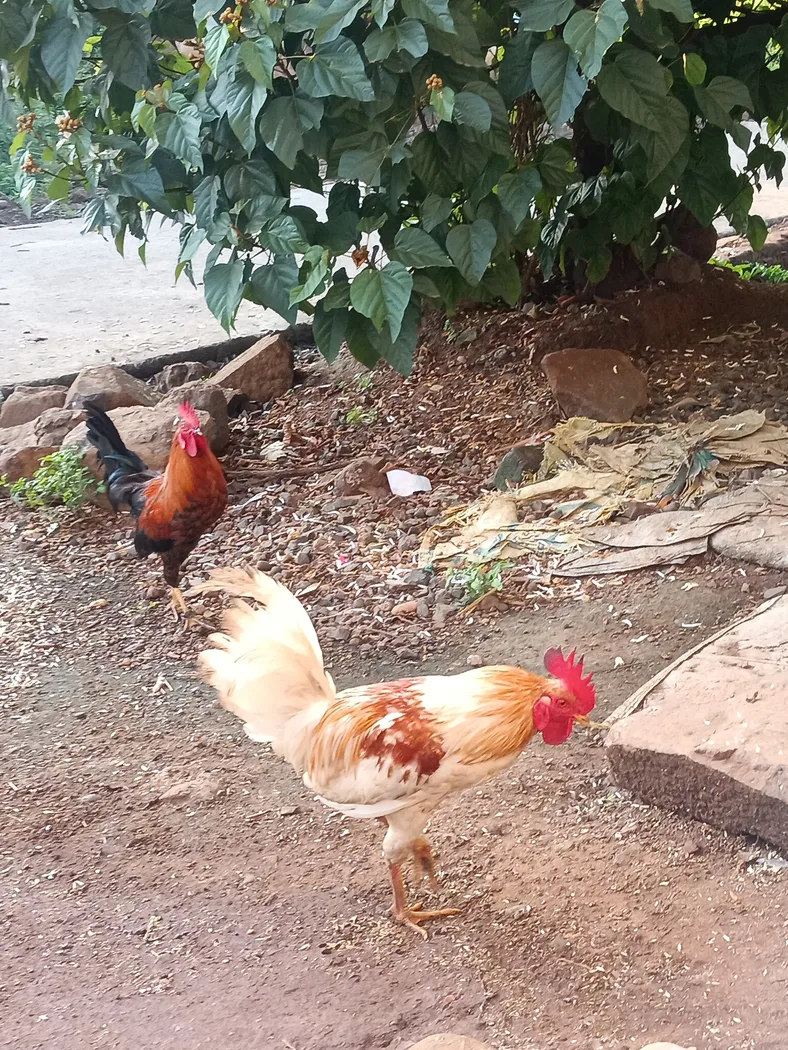 Others Others in  MADHYA PRADESH