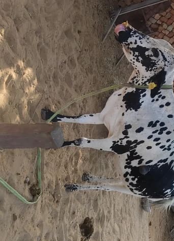 HF Cow in  RAJASTHAN