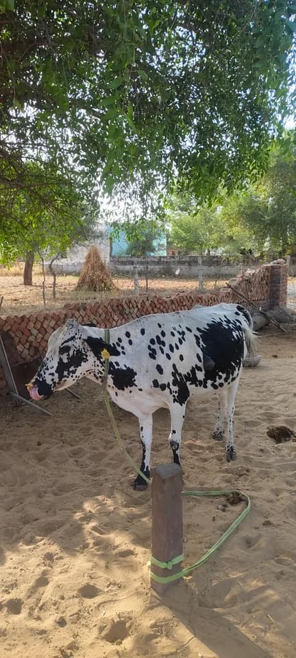 HF Cow H3320 in  RAJASTHAN