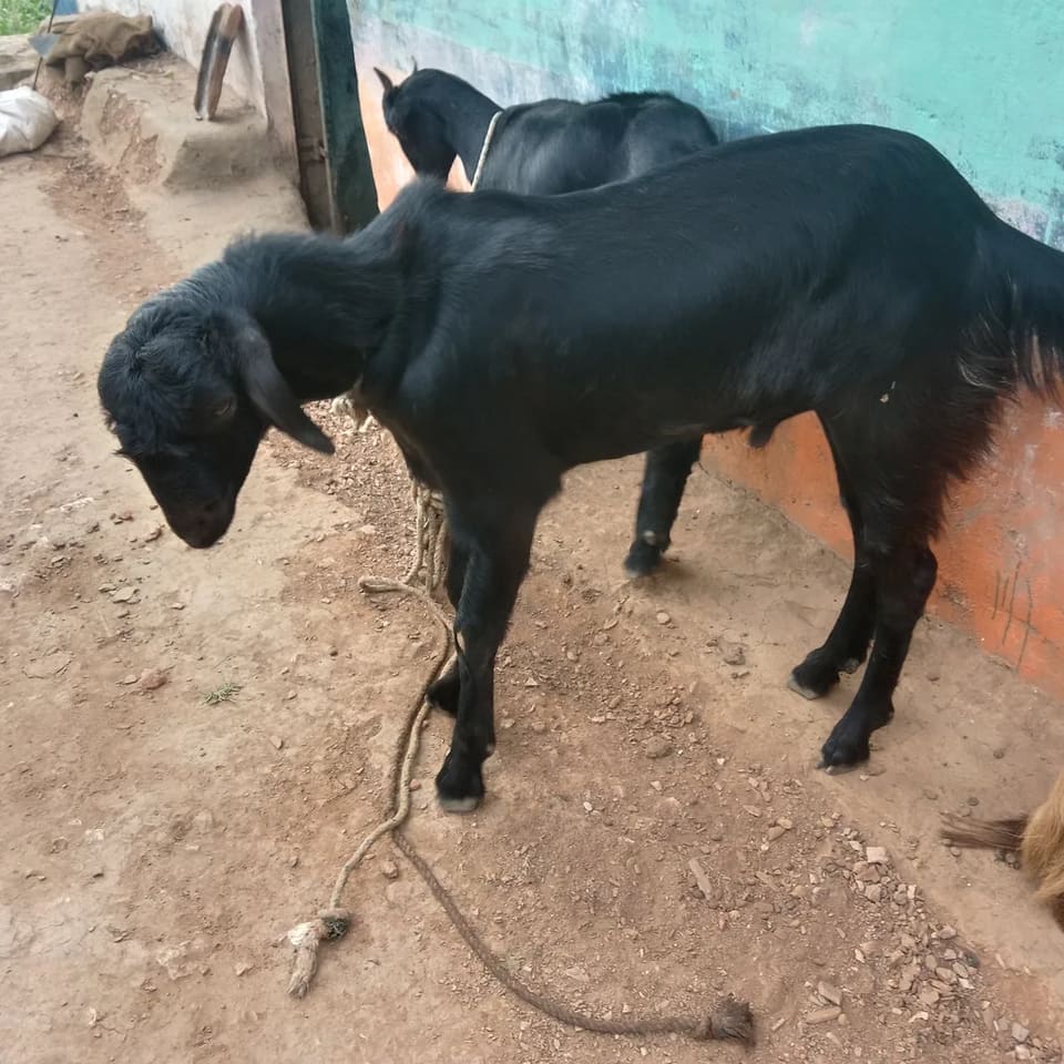 Sannen Goat in  RAJASTHAN