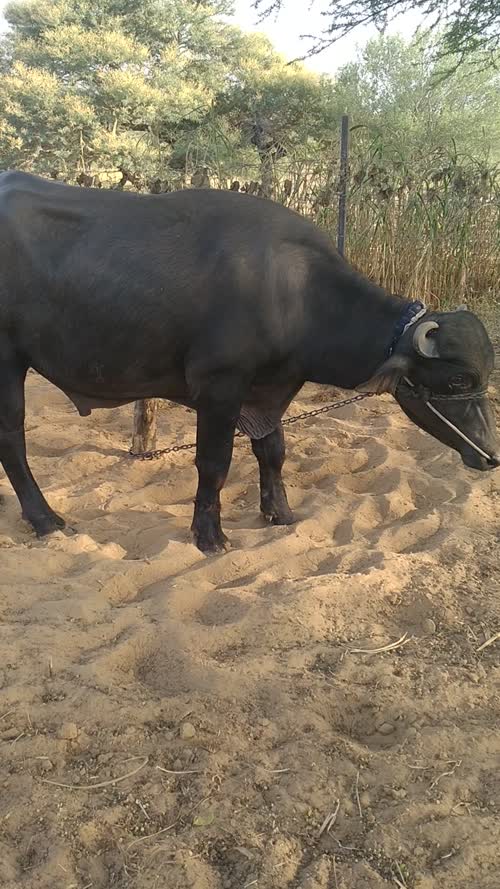 मूरा Buffalo O0784 in  RAJASTHAN
