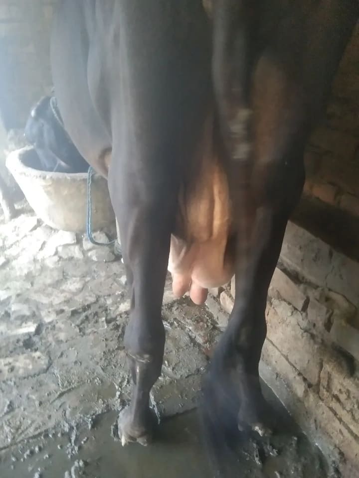 Gir Cow in  UTTAR PRADESH