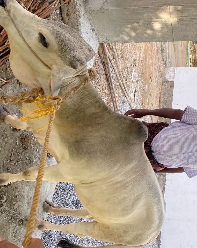 Punganur  Cow P0216 in  TELANGANA
