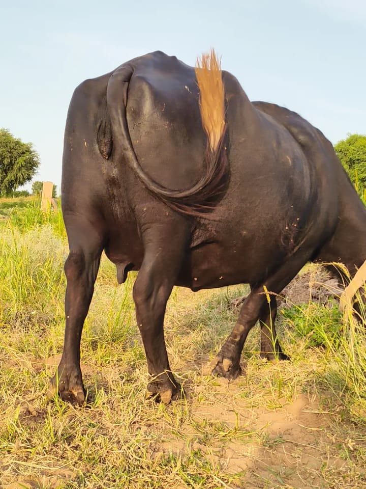 Murrah Buffalo in  RAJASTHAN