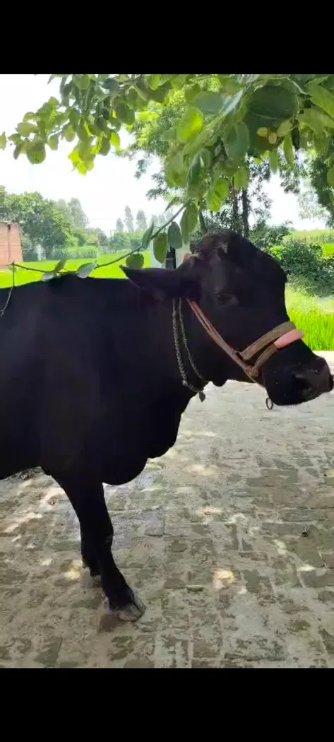 HF Cow in  UTTAR PRADESH