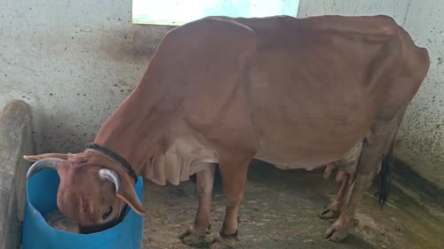 Jersey Cow J1519 in  ANDHRA PRADESH