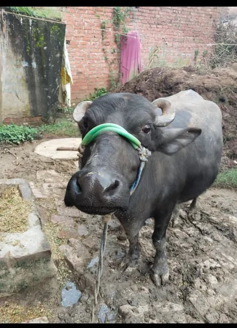 Murrah Buffalo in  UTTAR PRADESH