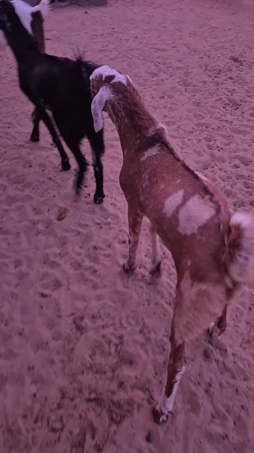 Sirohi Goat S0562 in  RAJASTHAN