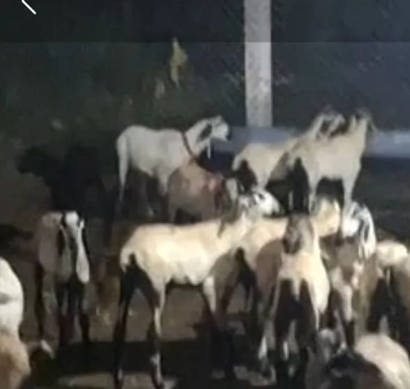 in TELANGANA