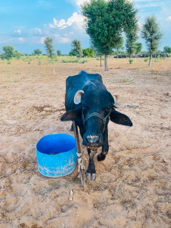 Murrah Buffalo in  RAJASTHAN