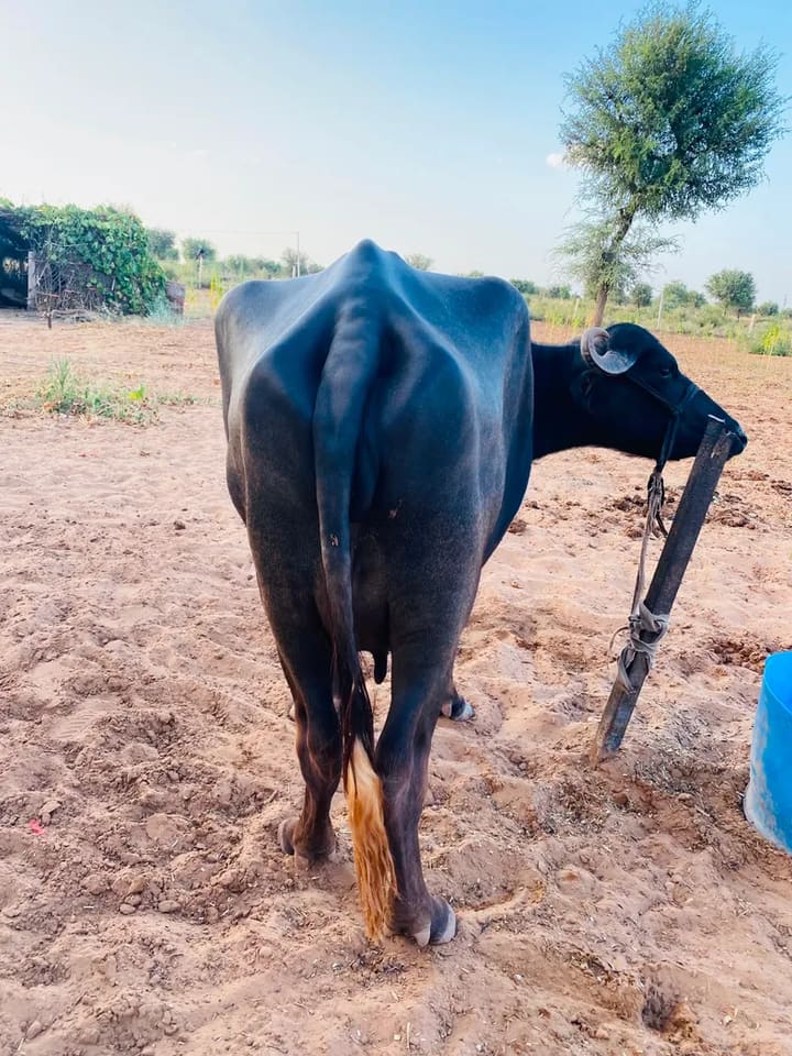 Murrah Buffalo in  RAJASTHAN
