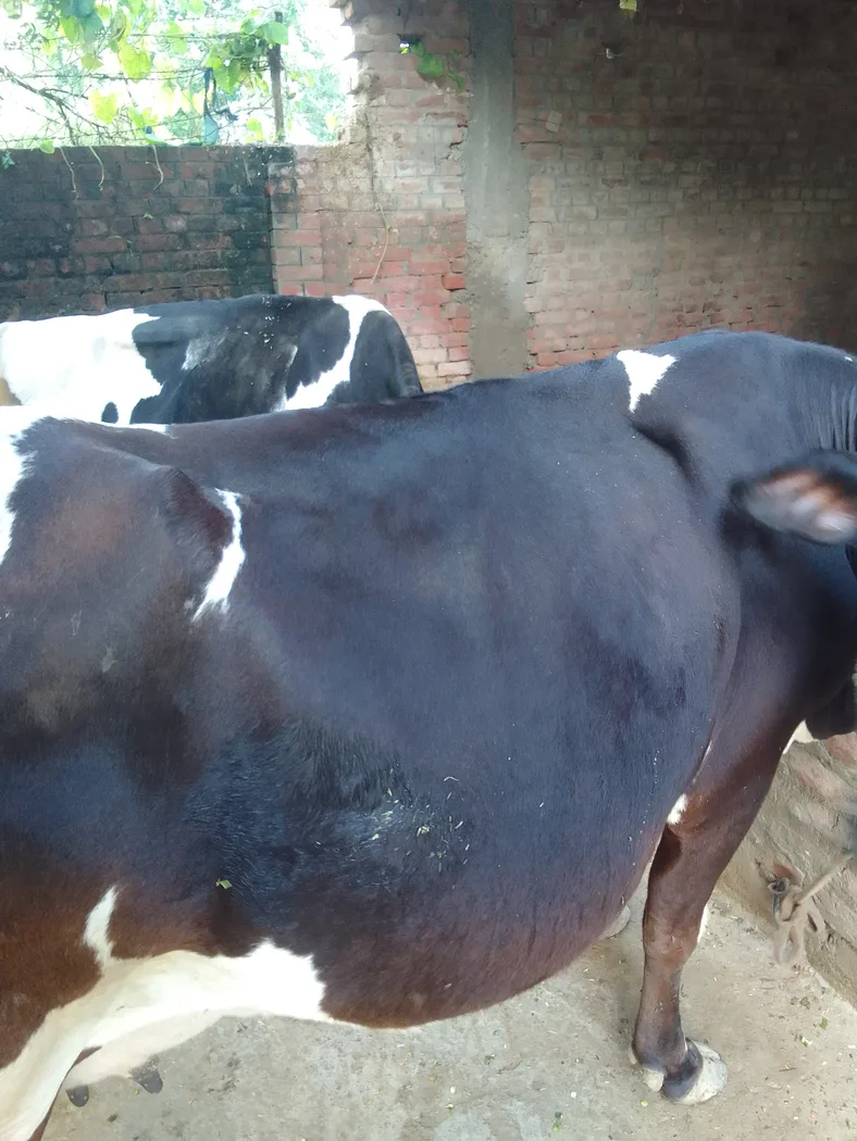 Jersey Cow in  UTTAR PRADESH