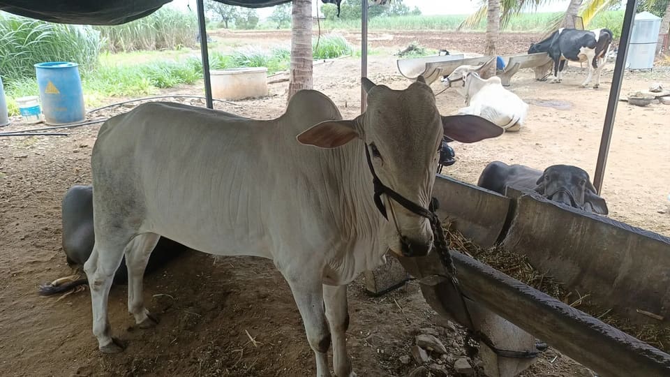Others Cow in  MAHARASHTRA