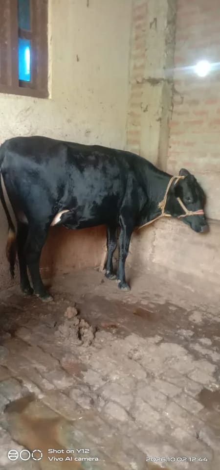 Jersey Cow J1597 in  BIHAR