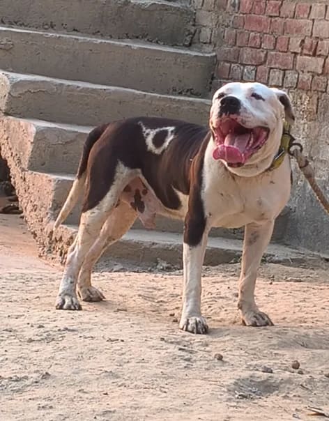 Others Others in  UTTAR PRADESH