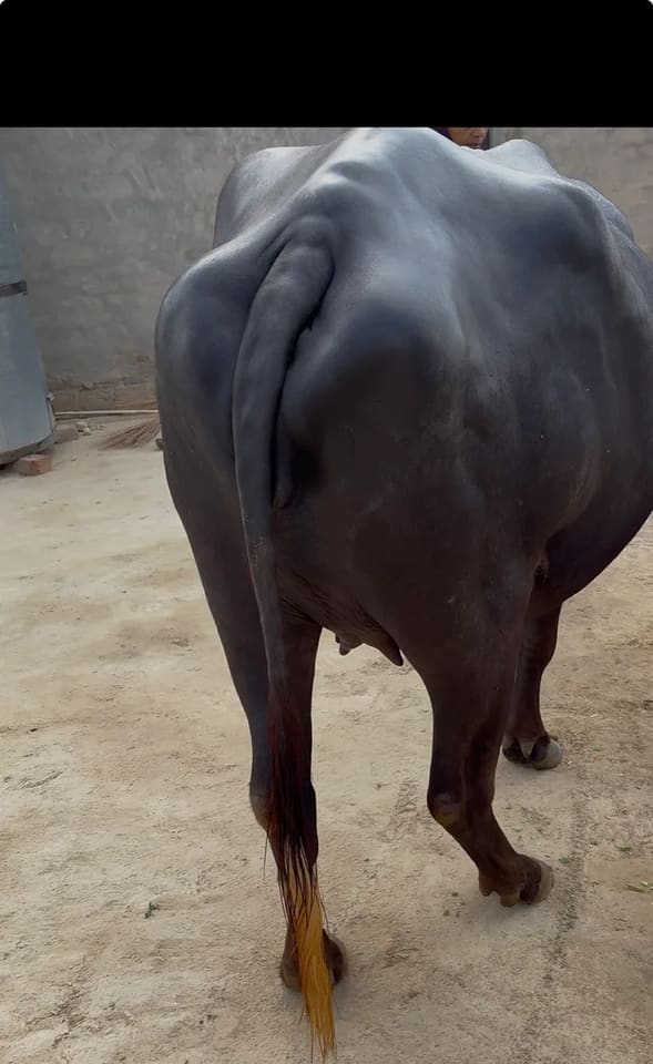 Surti Buffalo in  RAJASTHAN
