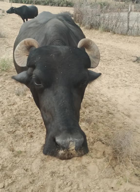 Others Buffalo in  RAJASTHAN