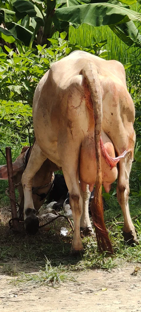 Jersey Cow J1566 in  UTTAR PRADESH