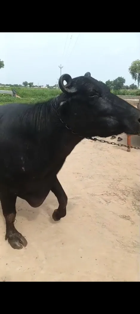 Murrah Buffalo in  HARYANA