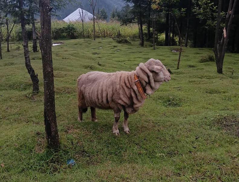 Rinkle merino merino O0083 in  JAMMU AND KASHMIR
