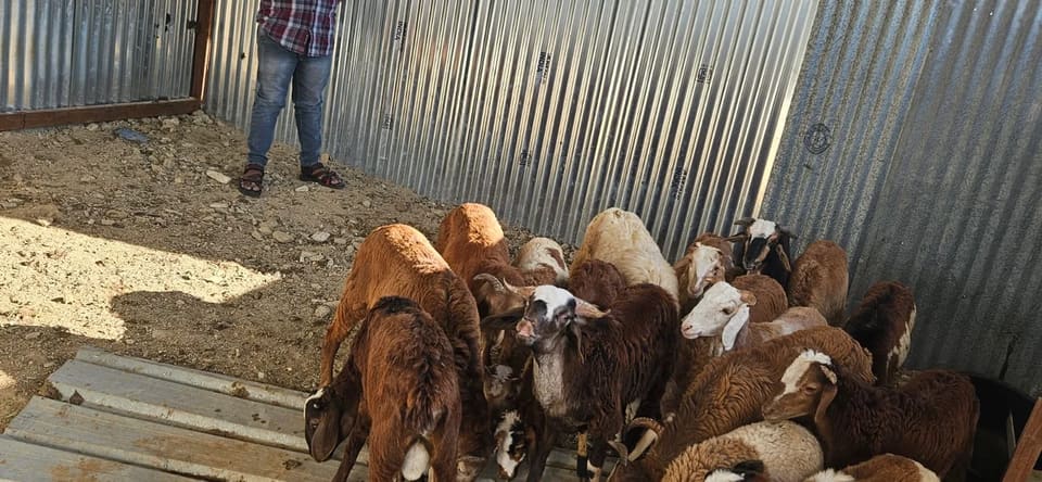 Coimbatore  Sheep C0149 in  ANDHRA PRADESH