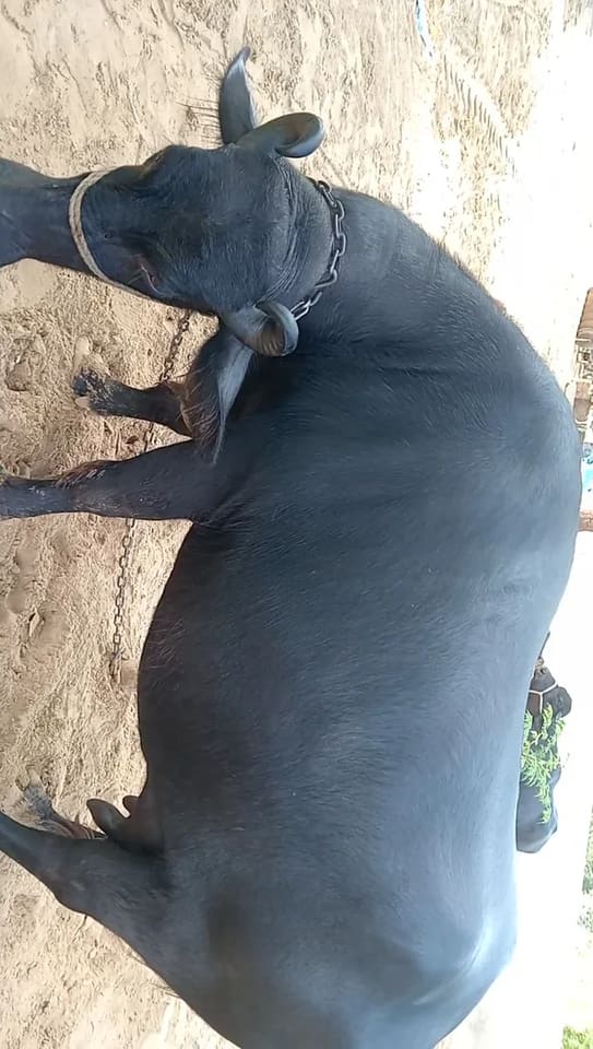 Murrah Buffalo in  RAJASTHAN