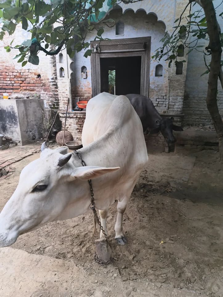 Hariyana Cow in  HARYANA