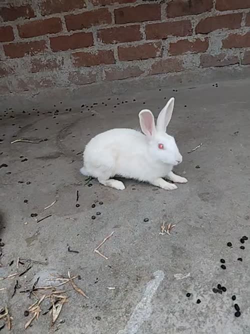Rabbit O0870 in  JHARKHAND