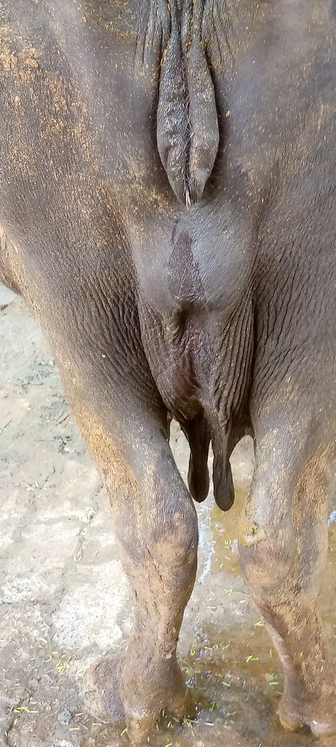 Surti Buffalo in  UTTAR PRADESH