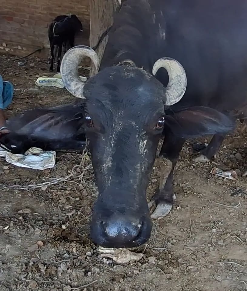 Murrah Buffalo in  RAJASTHAN