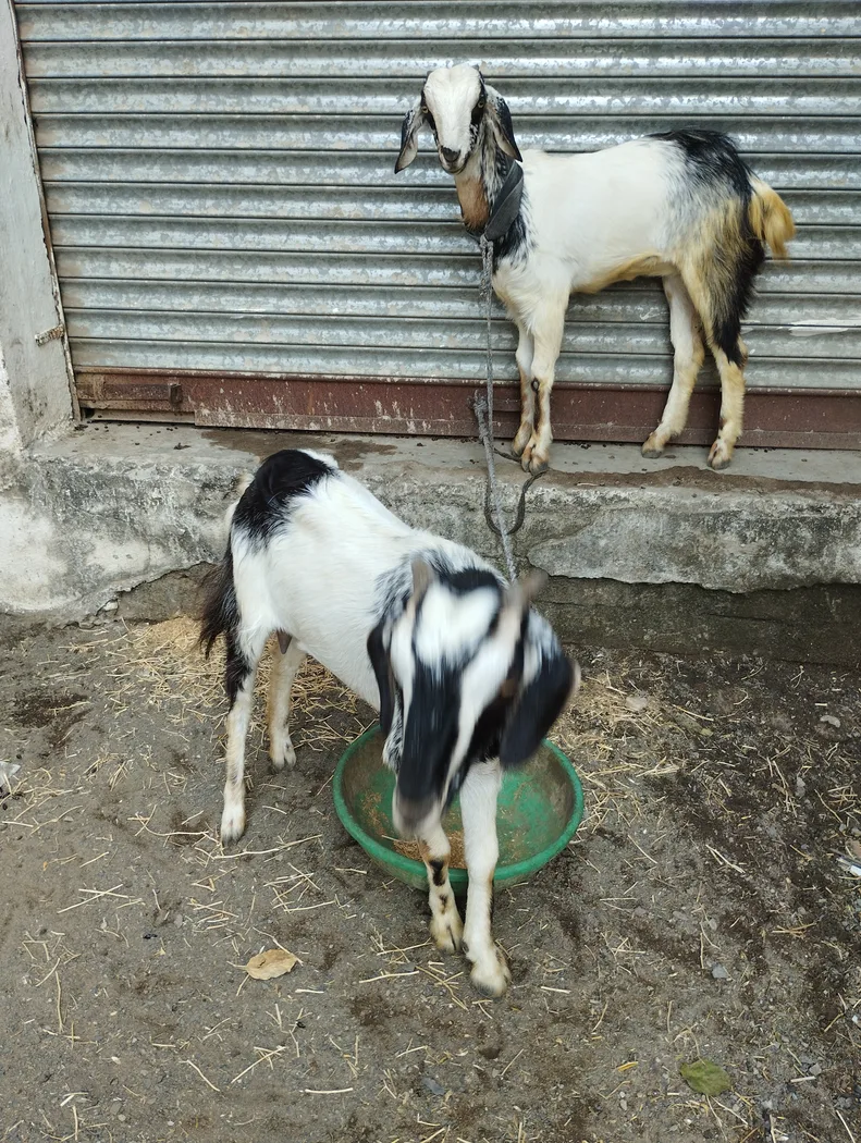 Beetal Goat B0532 in  MADHYA PRADESH