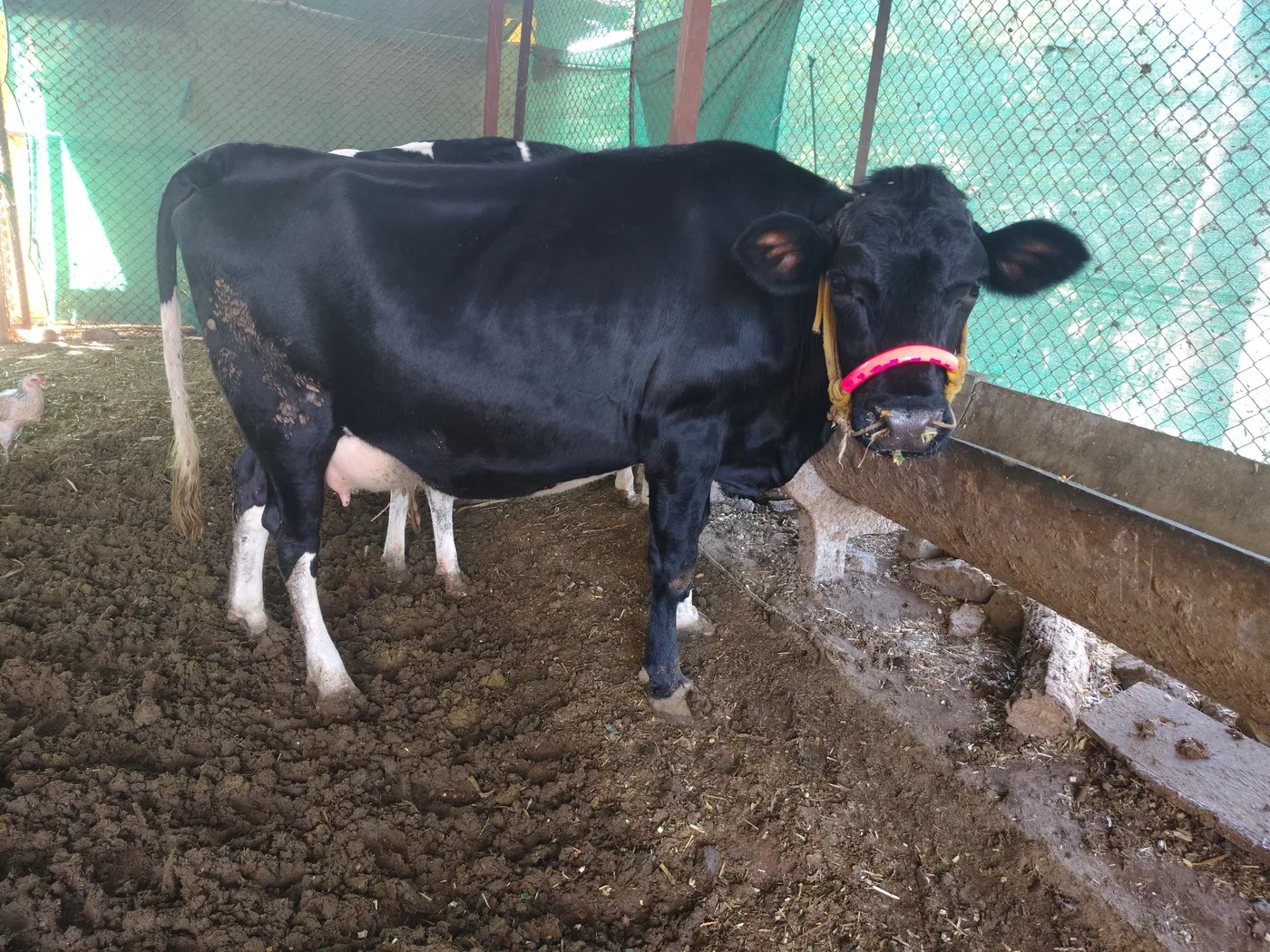 HF Cow H3218 in  MAHARASHTRA