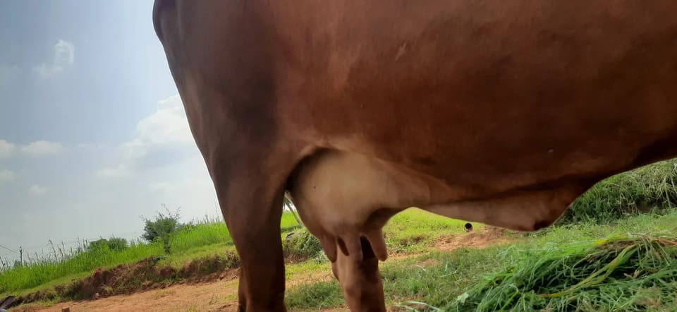 Rathi Cow in  RAJASTHAN