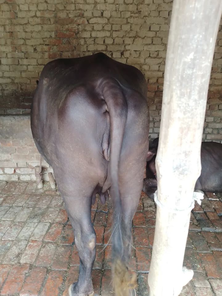 Murrah Buffalo in  UTTAR PRADESH