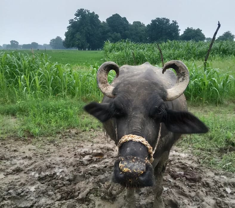 Surti Buffalo in  UTTAR PRADESH