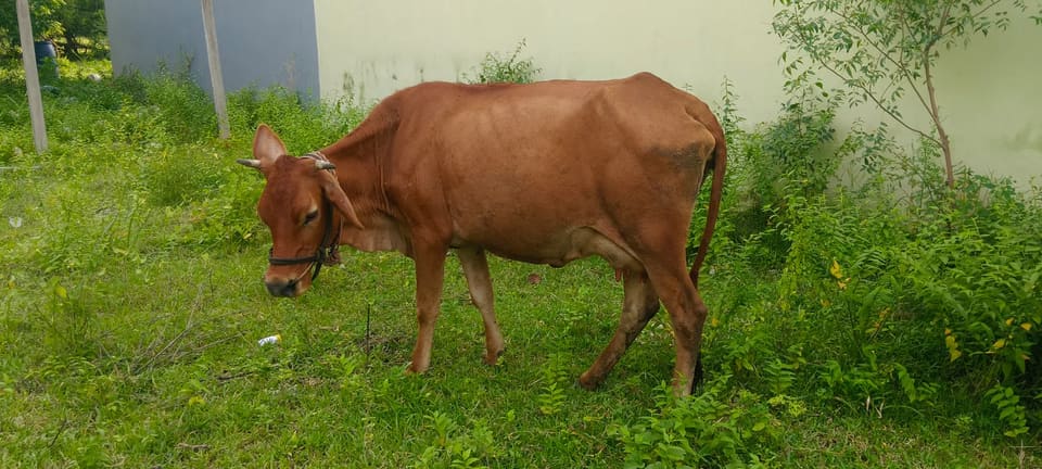 Others Cow in  TAMIL NADU