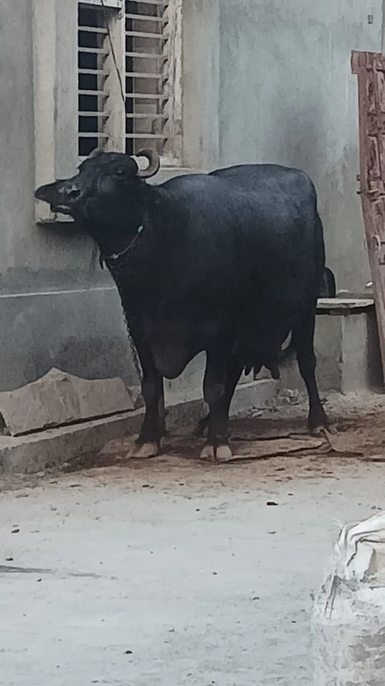 Murrah Buffalo in  HARYANA
