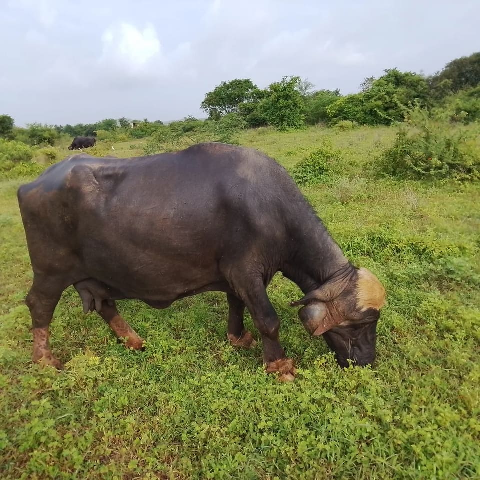 Others Buffalo in  GUJARAT