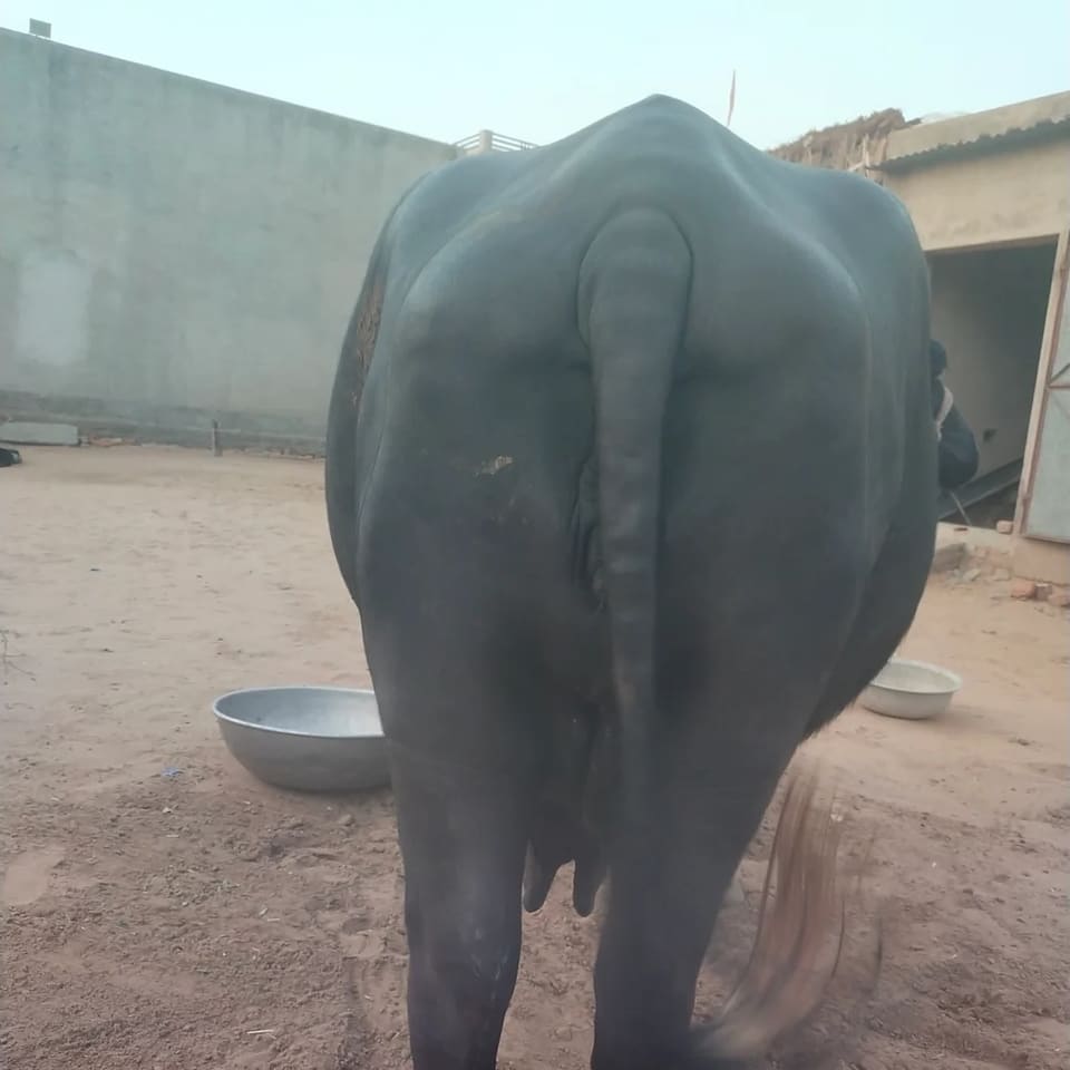 Murrah Buffalo in  RAJASTHAN