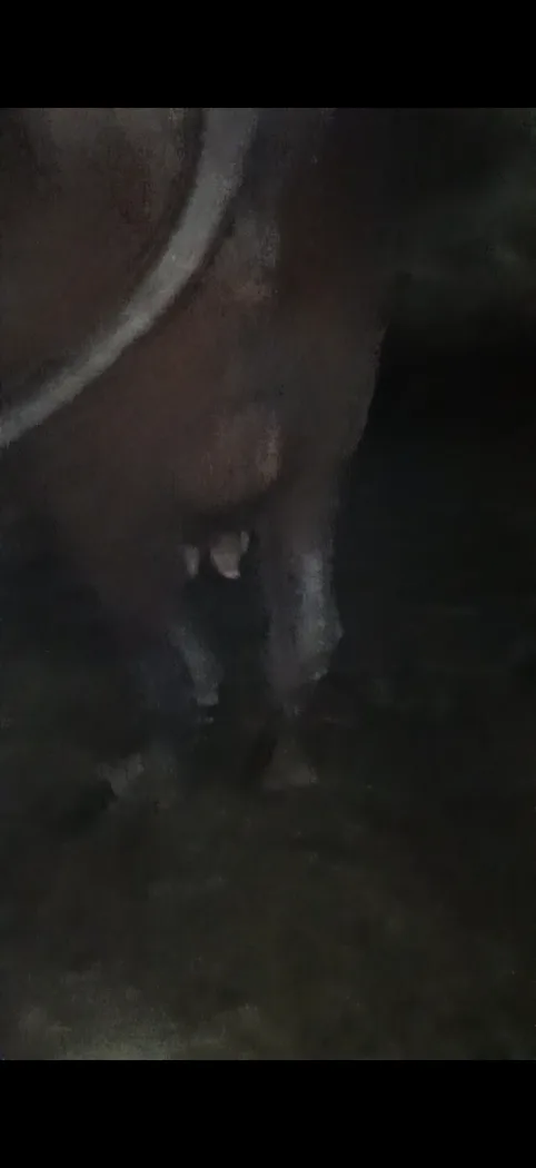Murrah Buffalo in UTTAR PRADESH