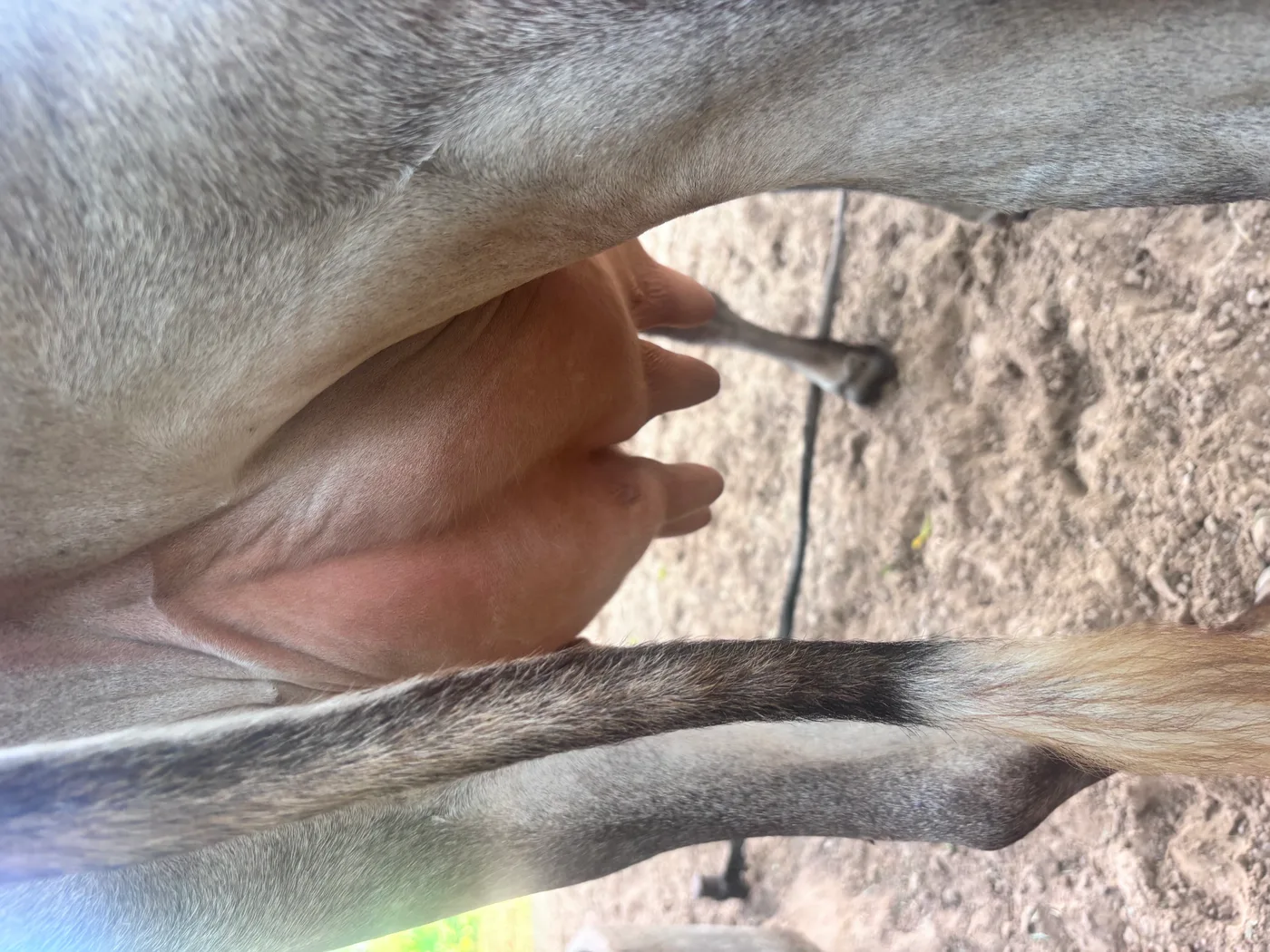 Sahiwal Cow in  RAJASTHAN