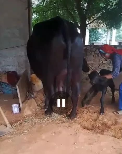 Murrah Buffalo in  RAJASTHAN