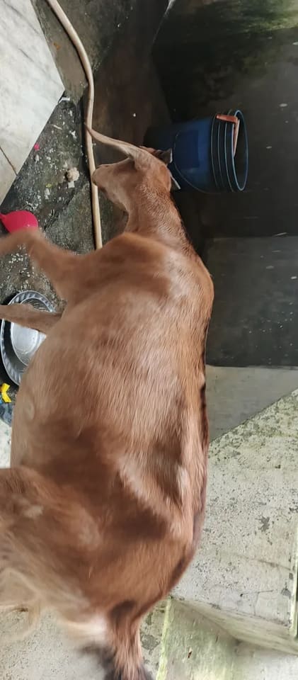 Barbari Goat in  UTTAR PRADESH