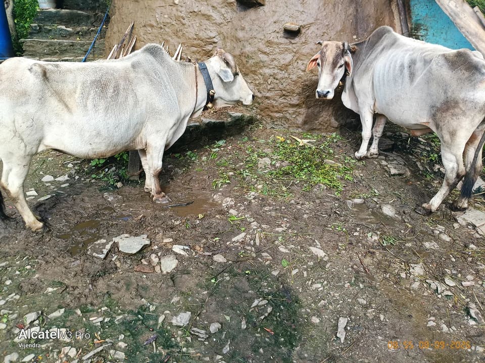 Others Others in  UTTARAKHAND