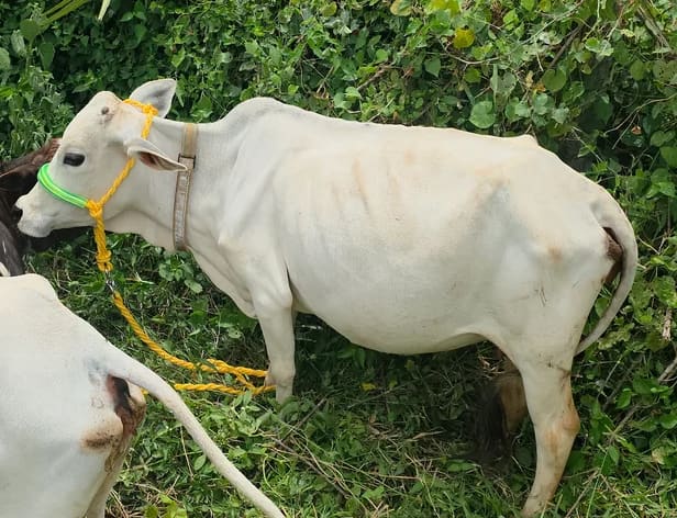 Punganur  Heifer Cow P0220 in  ANDHRA PRADESH
