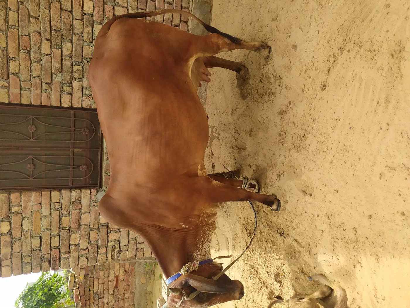 Sahiwal Cow in  RAJASTHAN