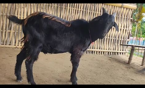 Black Bengal Goat B0108 in  ASSAM