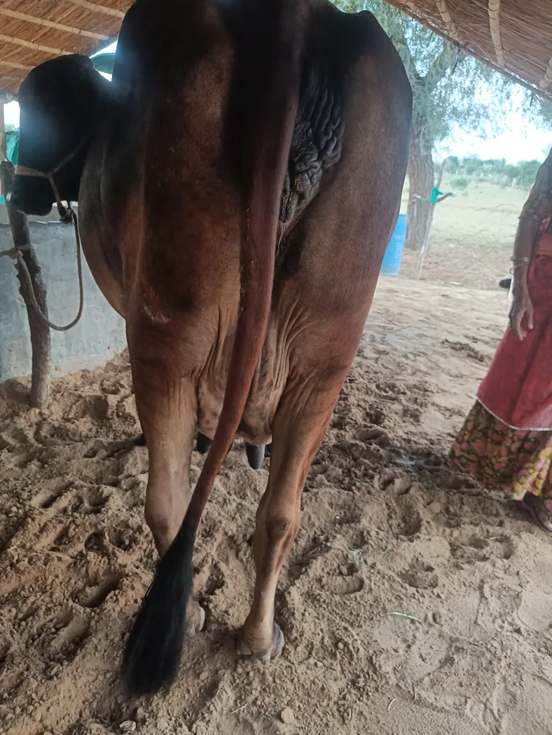 Gir Cow in  RAJASTHAN