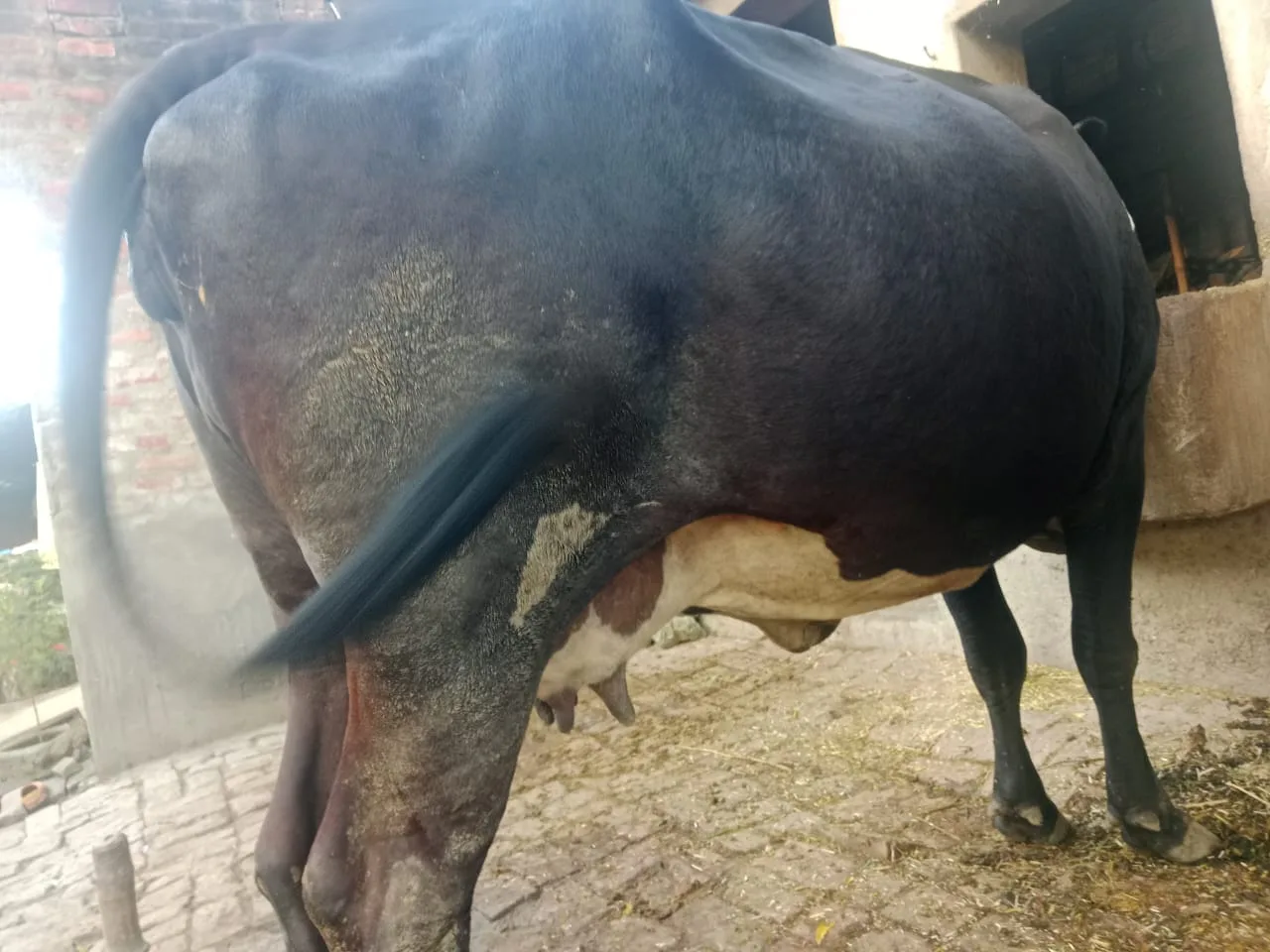 HF Cow in  UTTAR PRADESH