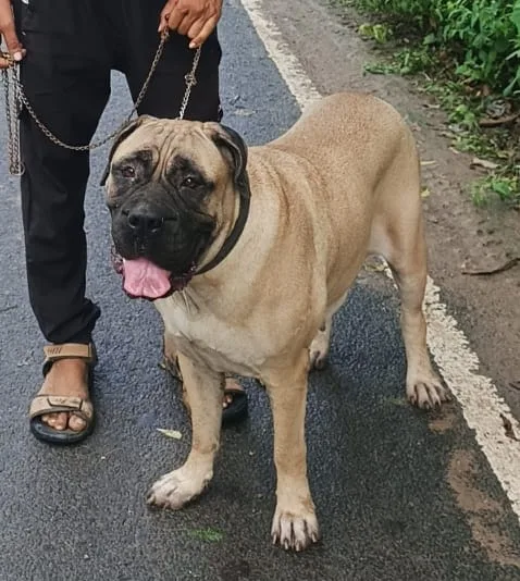 Bullmastiff Dog O0873 in  UTTAR PRADESH